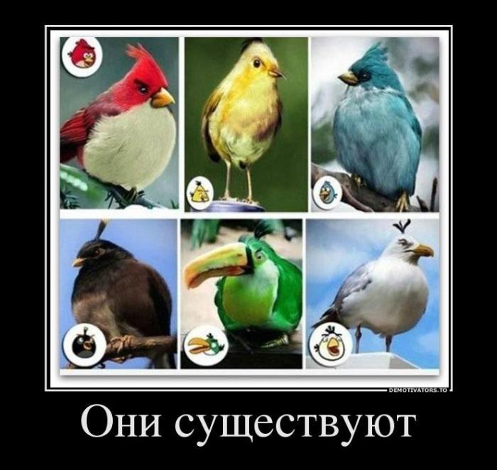 Angry Birds - Тема
