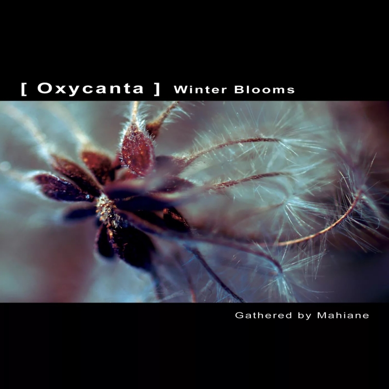 Winter Surprise